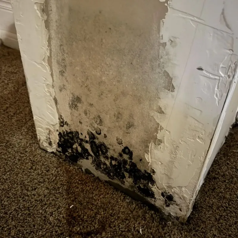 Professional Mold Removal in Bruceville-Eddy, TX